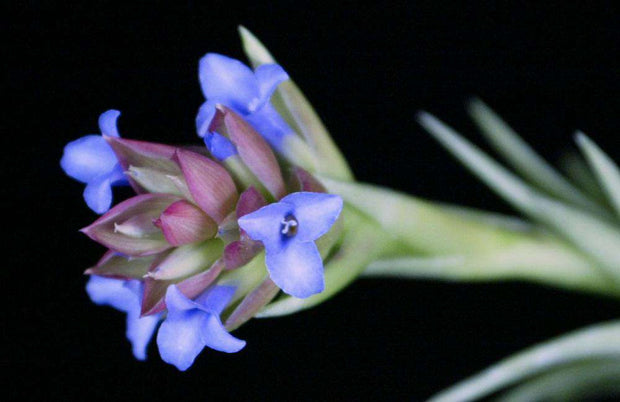 Tillandsia neglecta - Tropiflora