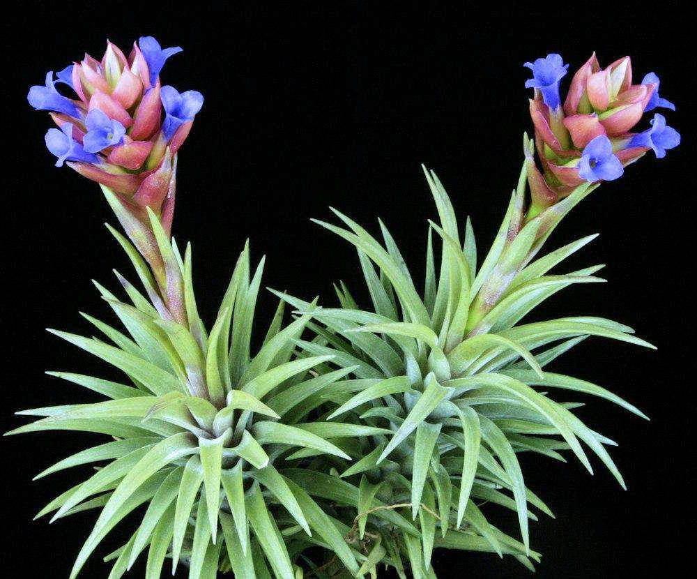 Tillandsia neglecta – Tropiflora