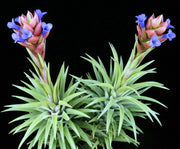 Tillandsia neglecta - Tropiflora
