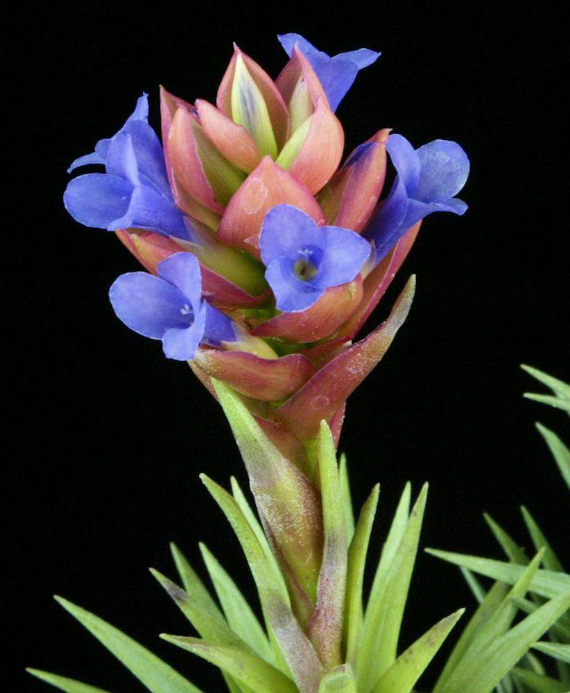 Tillandsia neglecta – Tropiflora