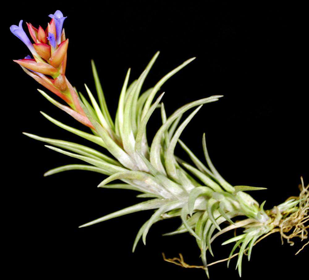 Tillandsia neglecta – Tropiflora