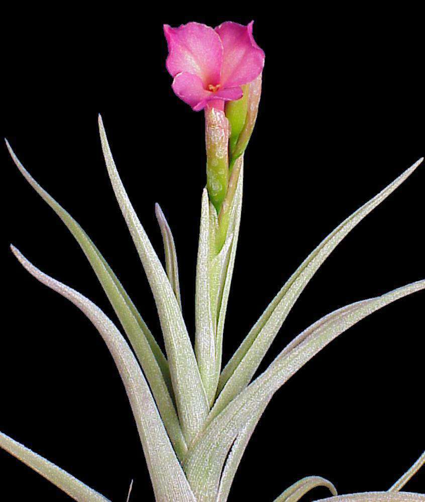 Tillandsia 'Mystic Rainbow' – Tropiflora