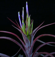 Tillandsia 'Jackie Loinaz' - Tropiflora