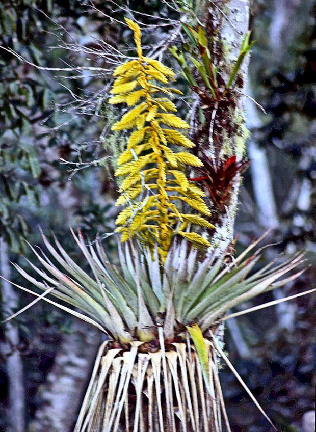 Tillandsia oerstediana - Tropiflora