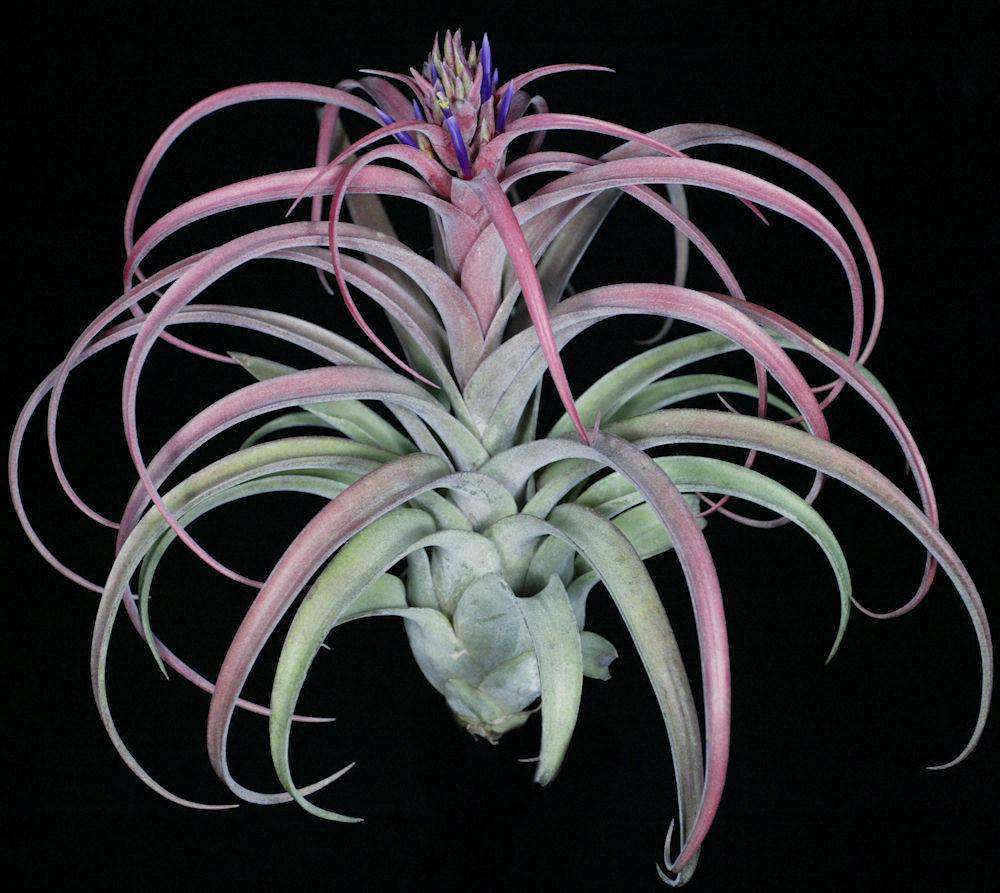 Tillandsia 'Eric Knobloch' – Tropiflora