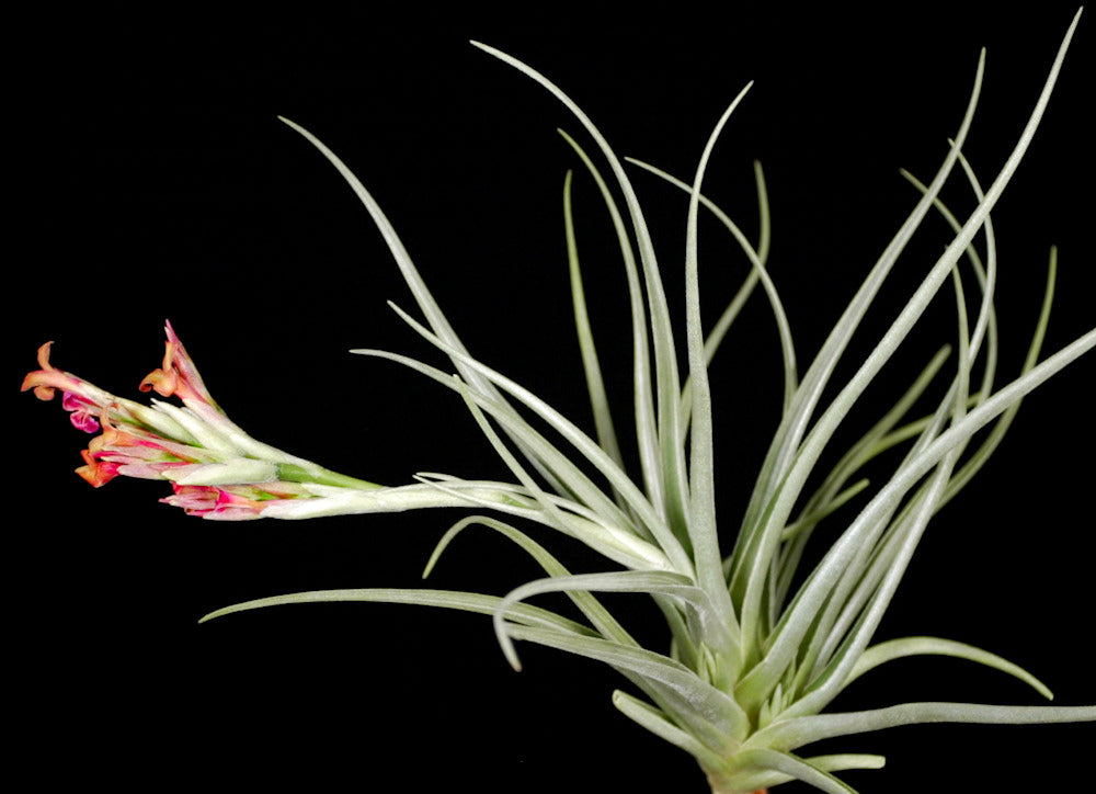 Tillandsia 'Mystic Flame Orange' – Tropiflora