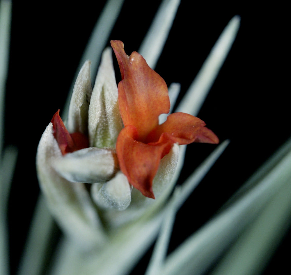 Tillandsia 'Mystic Flame Orange' – Tropiflora