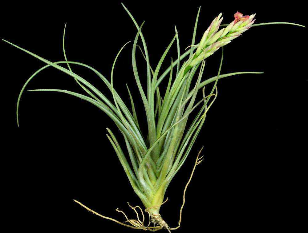 Tillandsia 'Mystic Flame Orange' – Tropiflora
