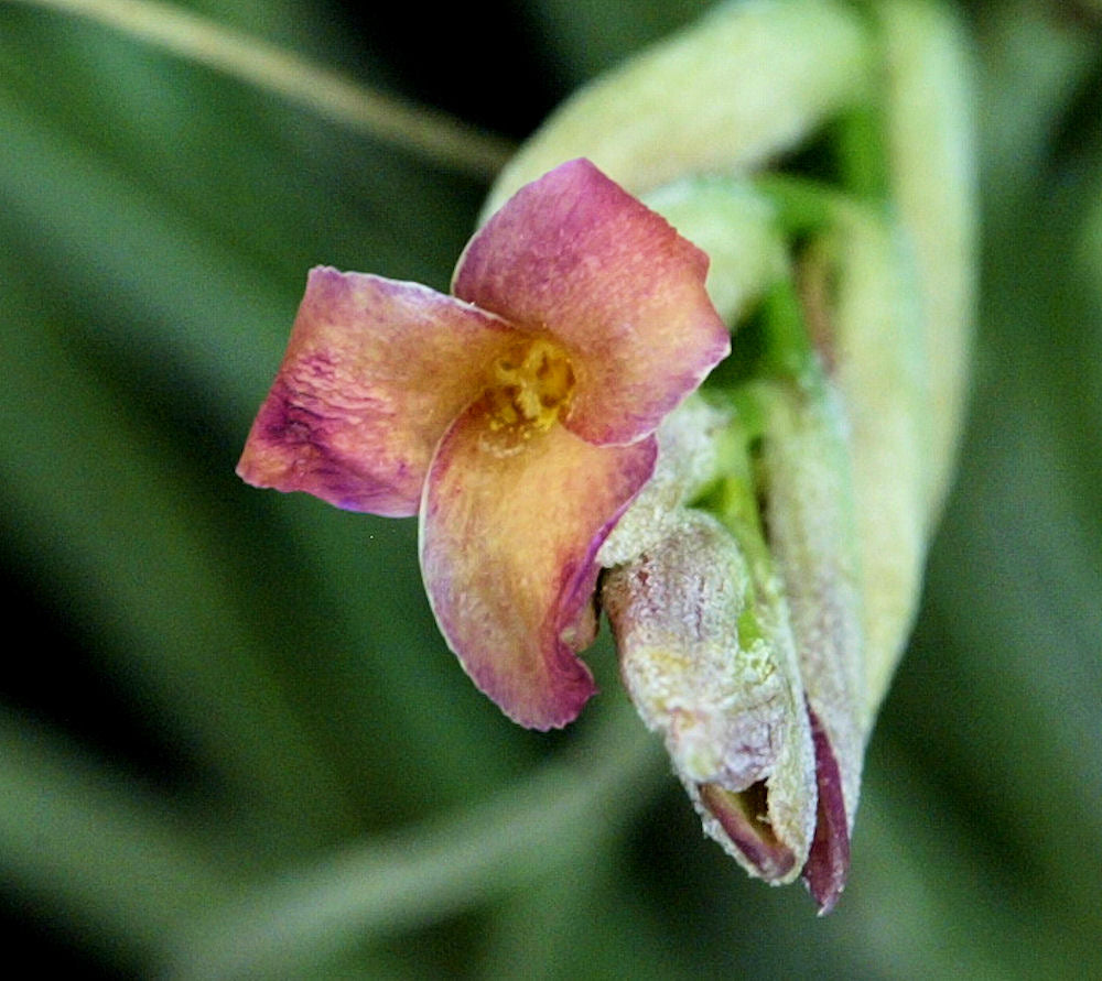 Tillandsia 'Mystic Flame Orange' – Tropiflora