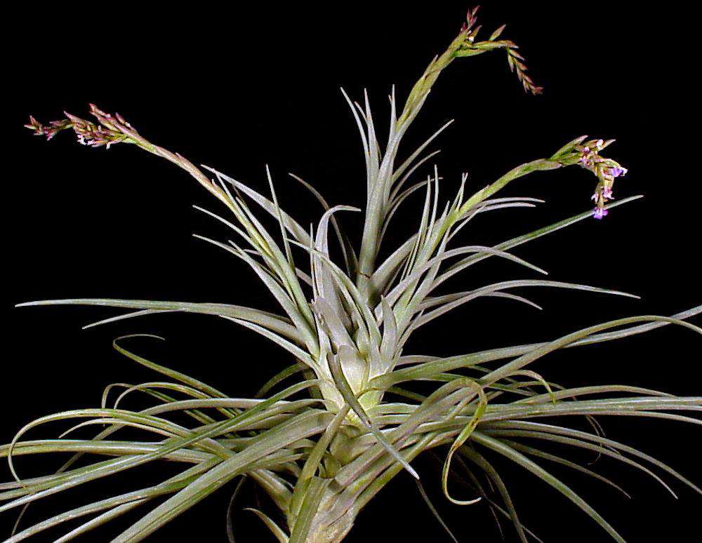 Tillandsia duratii x stricta – Tropiflora