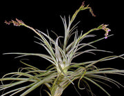 Tillandsia duratii x stricta - Tropiflora