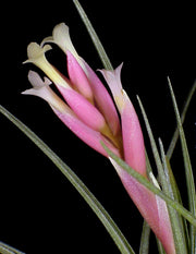 Tillandsia ixioides x tenuifolia