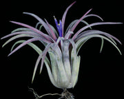 Tillandsia 'Imposter' - Tropiflora