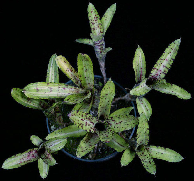 Neoregelia 'Gremlin' - Tropiflora