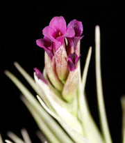 Tillandsia 'Mystic Albert' - Tropiflora
