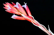 Tillandsia 'Veronica's Mariposa' - Tropiflora