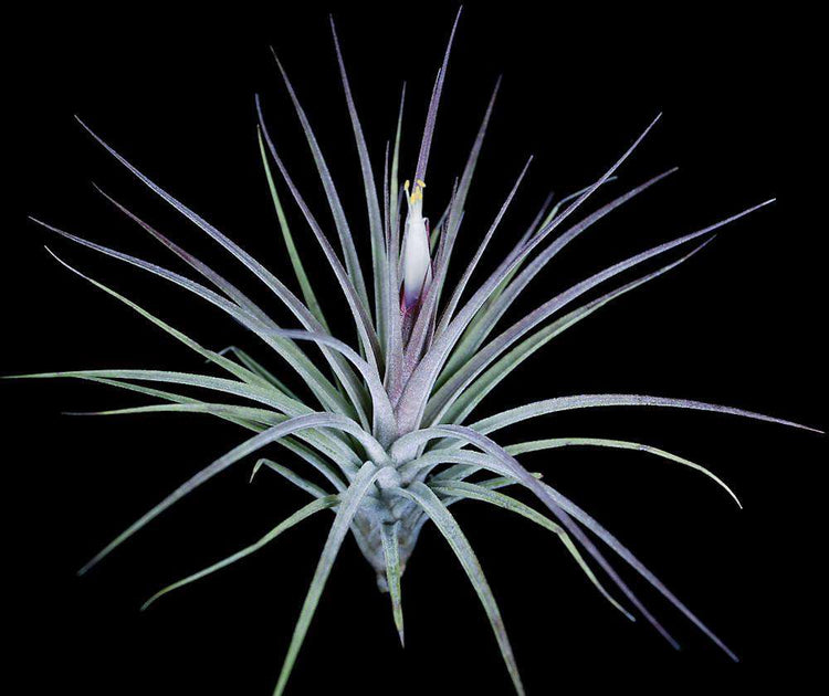 Tillandsia x rectifolia – Tropiflora