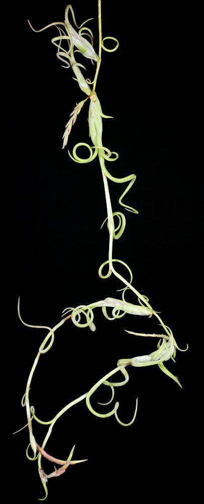 Tillandsia intermedia - Tropiflora