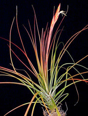 Tillandsia 'Tiki Torch' - Tropiflora