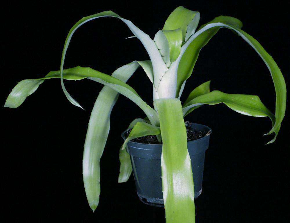 Aechmea bromeliifolia – Tropiflora