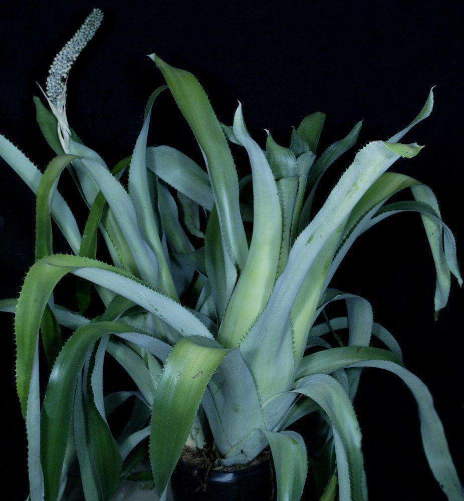 Aechmea bromeliifolia – Tropiflora