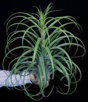 Tillandsia 'Bauple' - Tropiflora