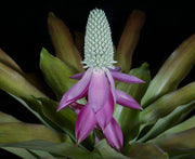 Aechmea mariae-reginae - Tropiflora