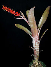 Aechmea nudicaulis 'La Tigra' - Tropiflora