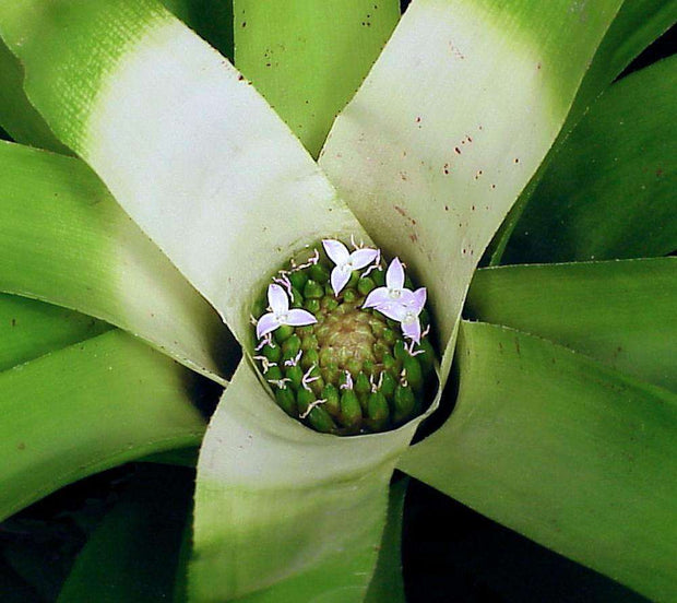 Neoregelia nivea - Tropiflora