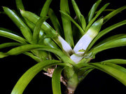 Neoregelia nivea - Tropiflora