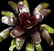 Neoregelia 'Midnight' - Tropiflora