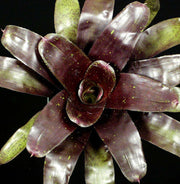 Neoregelia 'Midnight' - Tropiflora