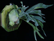 Platycerium bifurcatum - Tropiflora