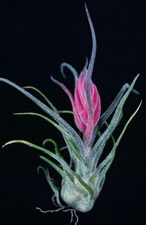 Tillandsia pruinosa - Tropiflora