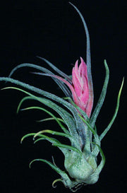 Tillandsia pruinosa - Tropiflora