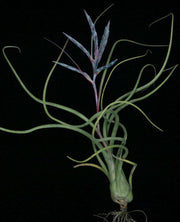 Tillandsia pseudobaileyi - Tropiflora
