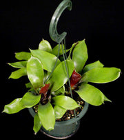 Vriesea simplex 'Gigante' - Tropiflora