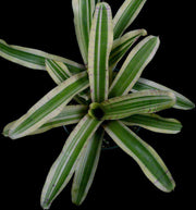 Neoregelia 'Amigo' - Tropiflora