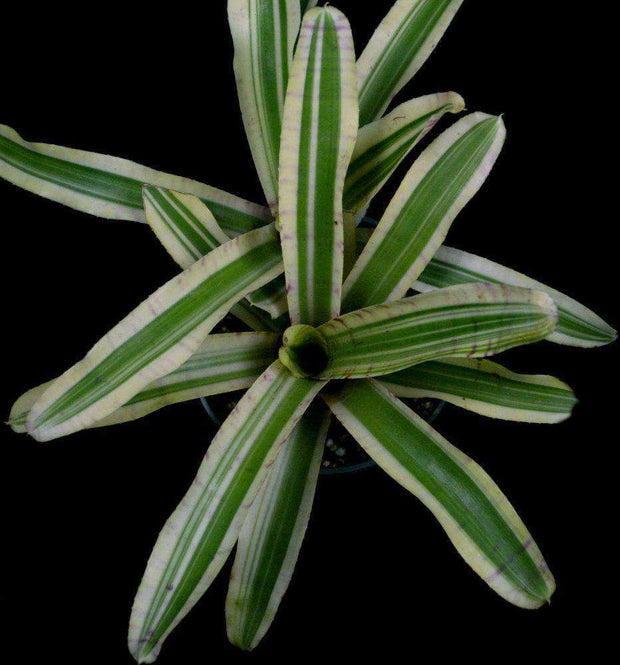 Neoregelia 'Amigo' - Tropiflora