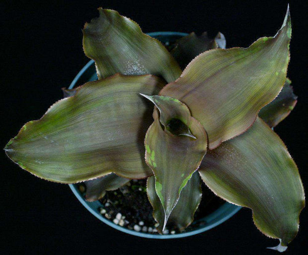 Cryptanthus 'Rita Padden' - Tropiflora