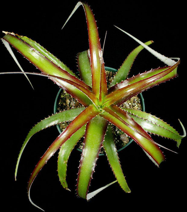 Hechtia 'Carter' - Tropiflora