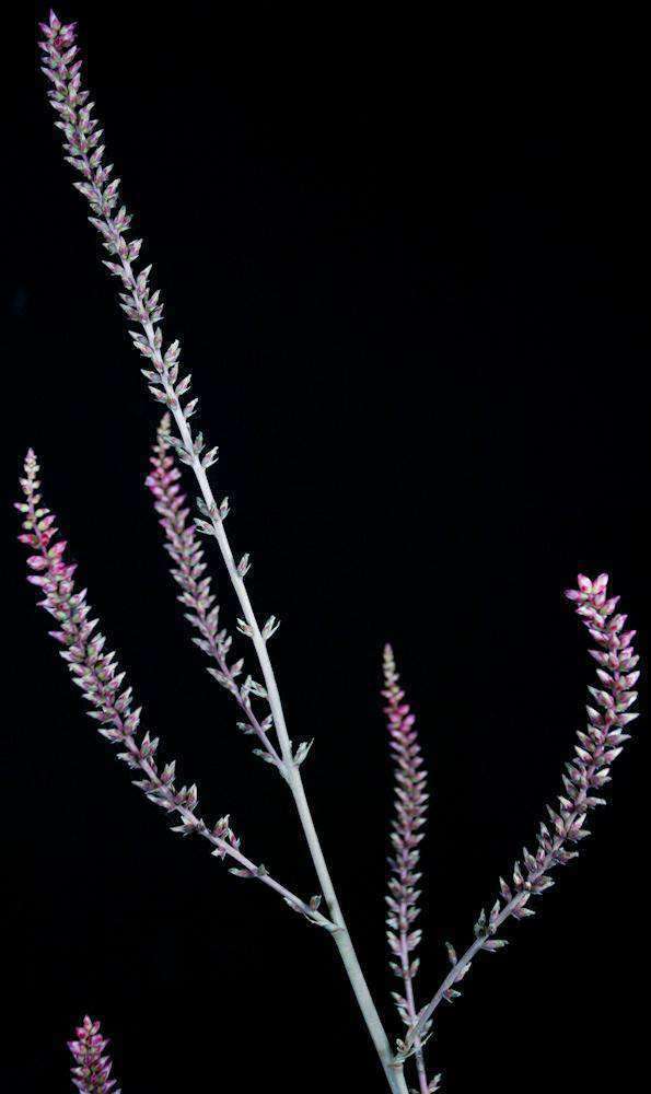 Hechtia 'Carter' - Tropiflora