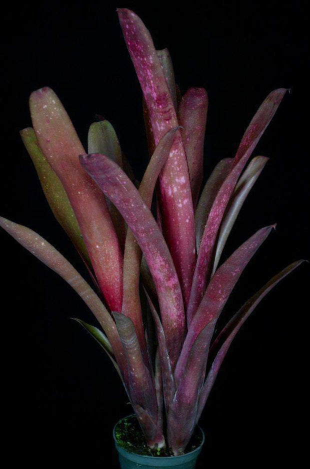 Billbergia 'Felicity O' - Tropiflora