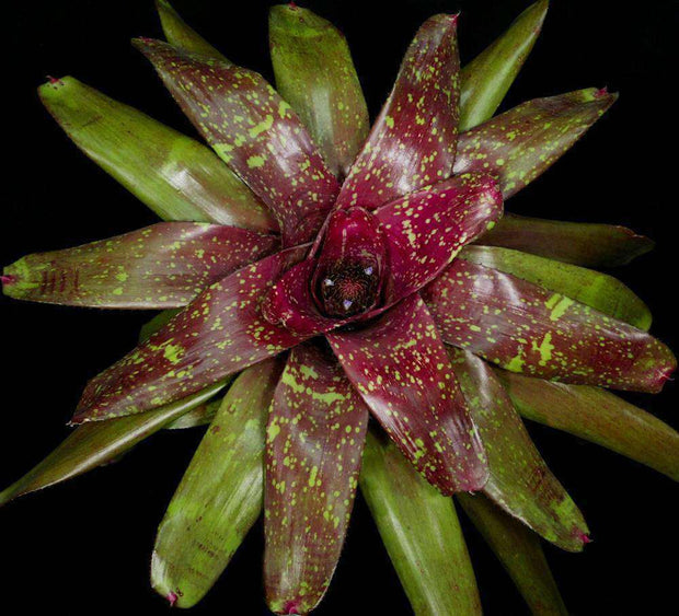 Neoregelia 'Extraordinaire' - Tropiflora