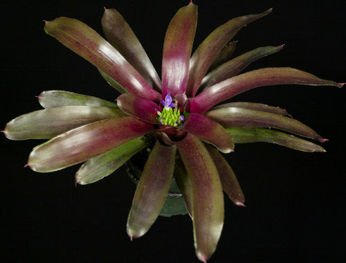 Neoregelia pauciflora x 'Grenada'