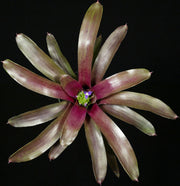 Neoregelia pauciflora x 'Grenada'
