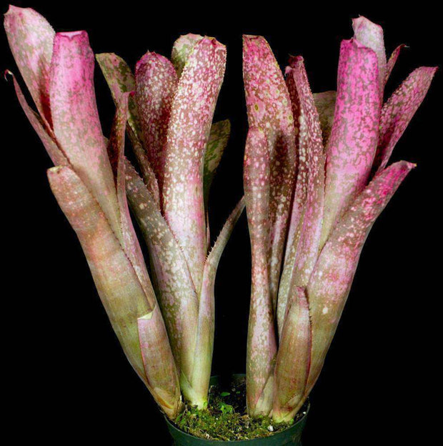 Billbergia 'Tickled Pink' (Beadle) - Tropiflora