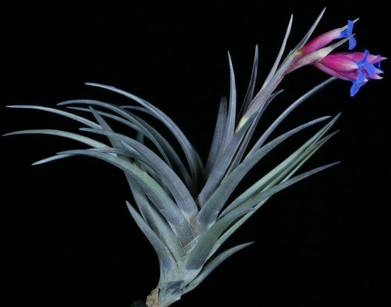 Tillandsia winkleri – Tropiflora