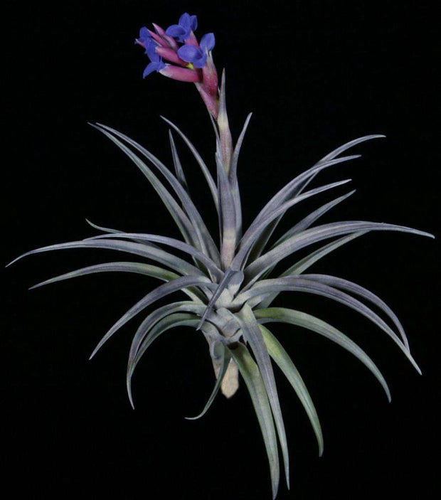 Tillandsia winkleri - Tropiflora