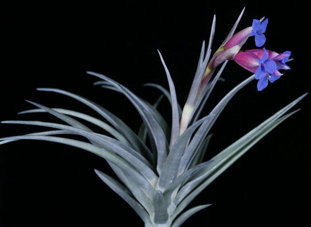 Tillandsia winkleri - Tropiflora